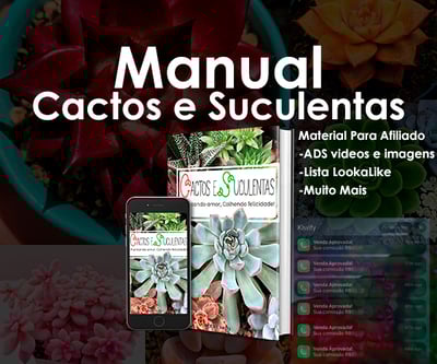 Cactos e Suculentas